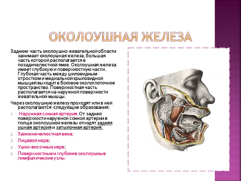 Околоушная железа Заднюю часть околоушно-жевательной области занимает околоушная железа, большая часть которой располагается в Околоушная железа Заднюю часть околоушно-жевательной области занимает околоушная железа, большая часть которой располагается в